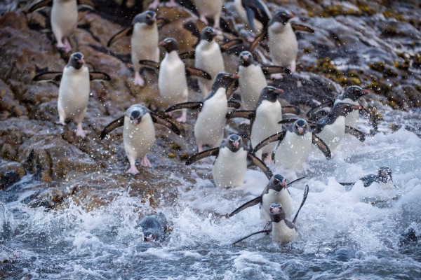 Adult Southern Rockhopper Penguins (Eudyptes chrysocome chrysocome) returning to the colony after being at sea. Pebble Island, Falkland Islands/Islas Malvinas.