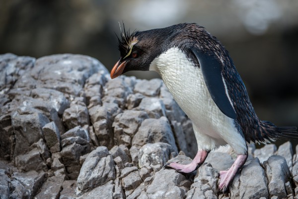 Southern Rockhopper Penguins (Eudyptes chrysocome chrysocome). Pebble Island, Falkland Islands/Islas Malvinas.
