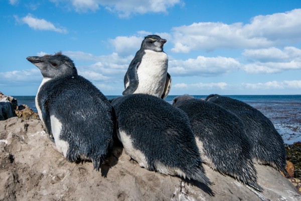 Southern Rockhopper Penguin (Eudyptes chrysocome chrysocome) chicks in the colony. Falkland Islands/Isla Malvinas.
