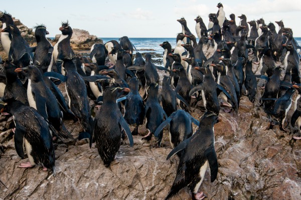 Adult Southern Rockhopper Penguins (Eudyptes chrysocome chrysocome) returning to the colony after being at sea. Pebble Island, Falkland Islands/Islas Malvinas.